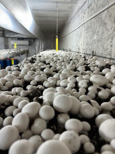 عکس پرورش قارچ فرزام