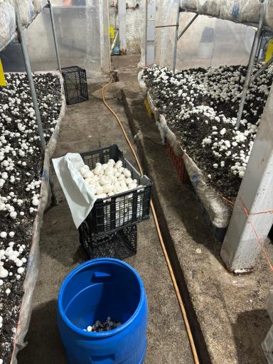 عکس پرورش قارچ فرزام