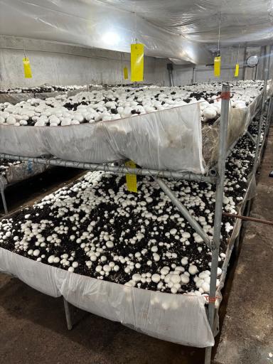 عکس پرورش قارچ فرزام