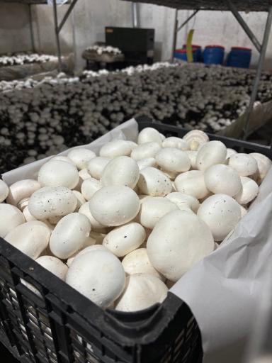 عکس پرورش قارچ فرزام