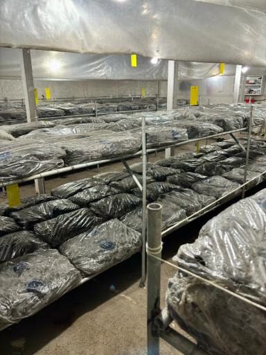 عکس پرورش قارچ فرزام