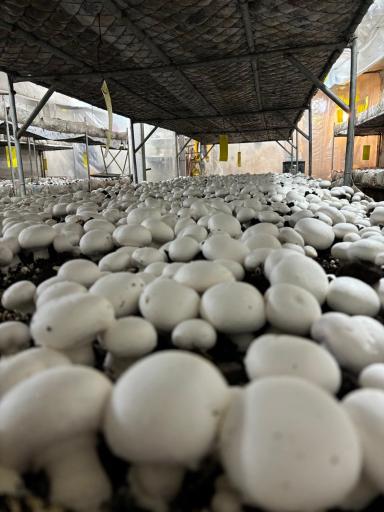 عکس پرورش قارچ فرزام