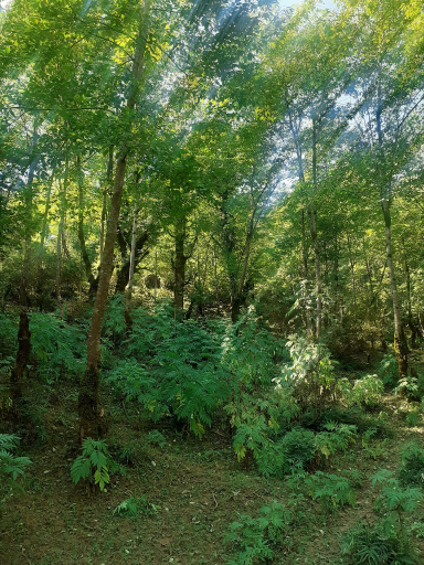 عکس فلاورجان