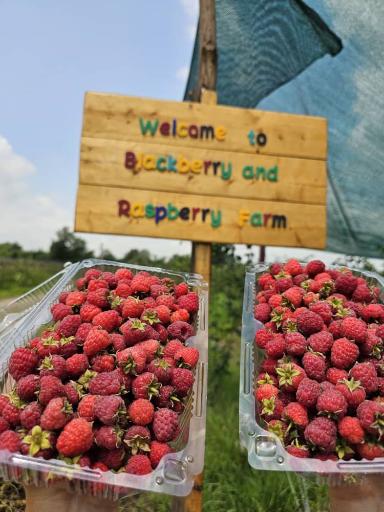 عکس مزرعه تمشک آقاجانی