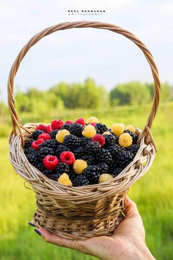 عکس مزرعه تمشک آقاجانی