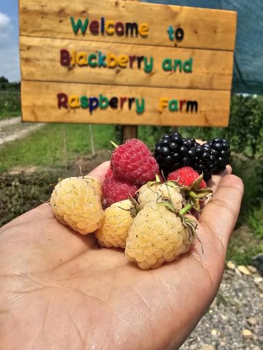 عکس مزرعه تمشک آقاجانی