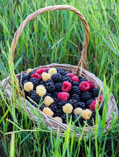 عکس مزرعه تمشک آقاجانی