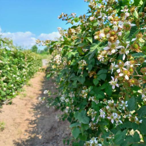 عکس مزرعه تمشک آقاجانی