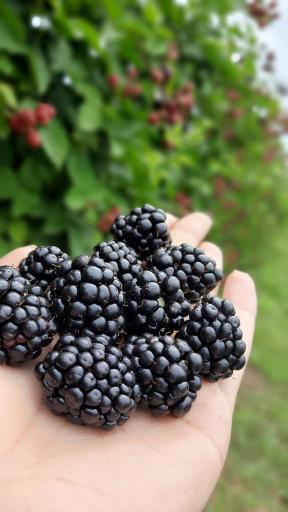 عکس مزرعه تمشک آقاجانی