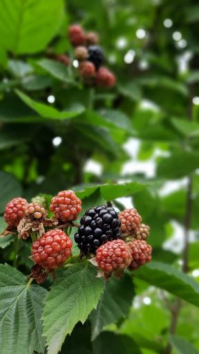 عکس مزرعه تمشک آقاجانی