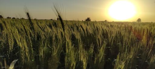 عکس حر ریاحی