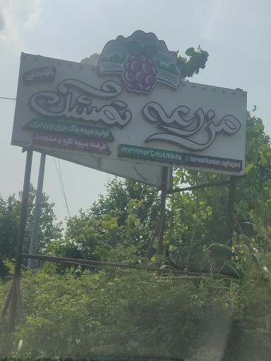 عکس مزرعه تمشک آقاجانی