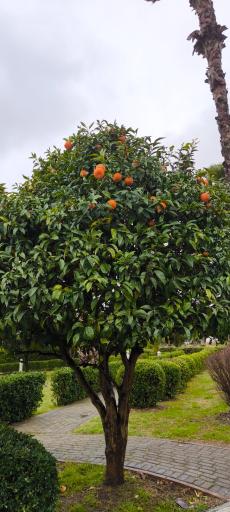 عکس مجتمع ورزشی آموزشی نفت محمودآباد