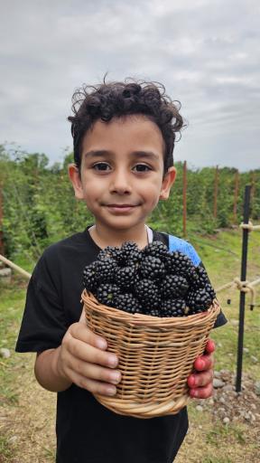 عکس مزرعه تمشک آقاجانی