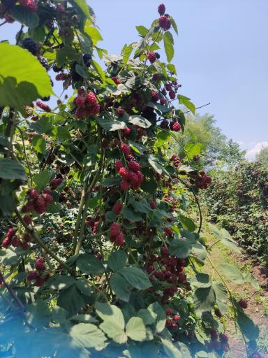 عکس مزرعه تمشک آقاجانی