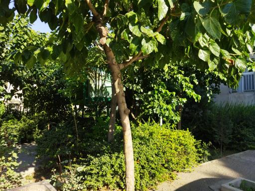 عکس بوستان کوه نور