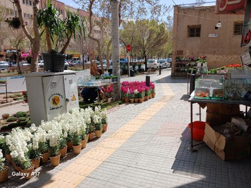 عکس گل جردن