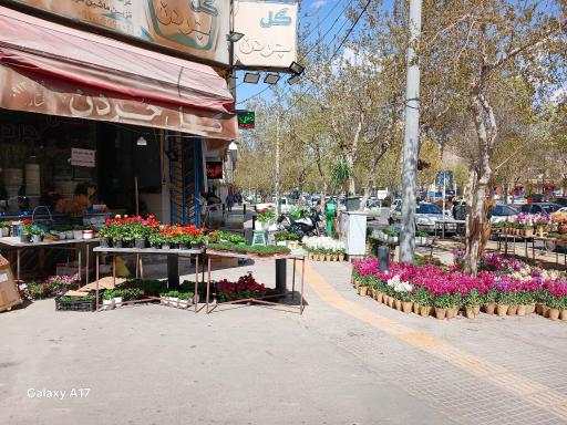 عکس گل جردن