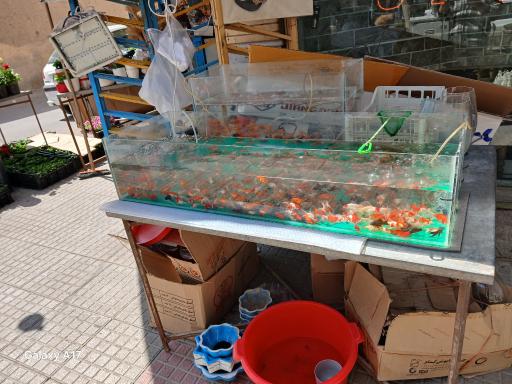 عکس گل جردن