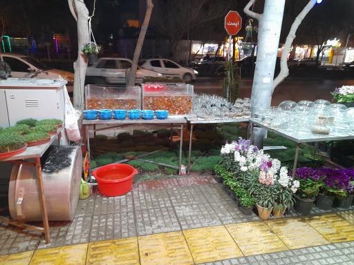 عکس گل جردن