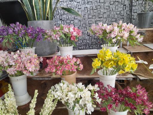 عکس گل جردن