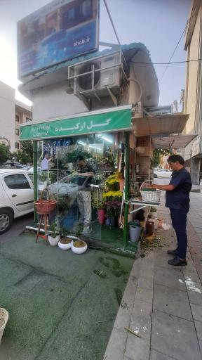 عکس گل ارکیده