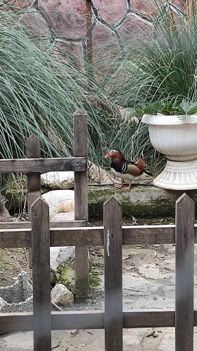 عکس رستوران نگین شمال