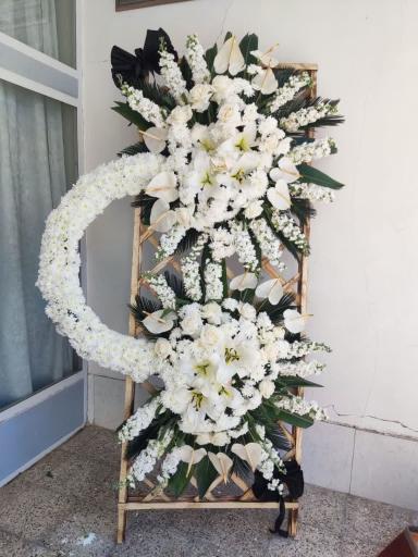 عکس گل میخک