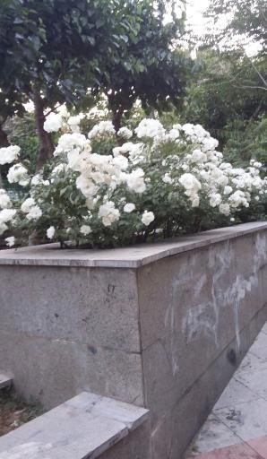 عکس بوستان ارم