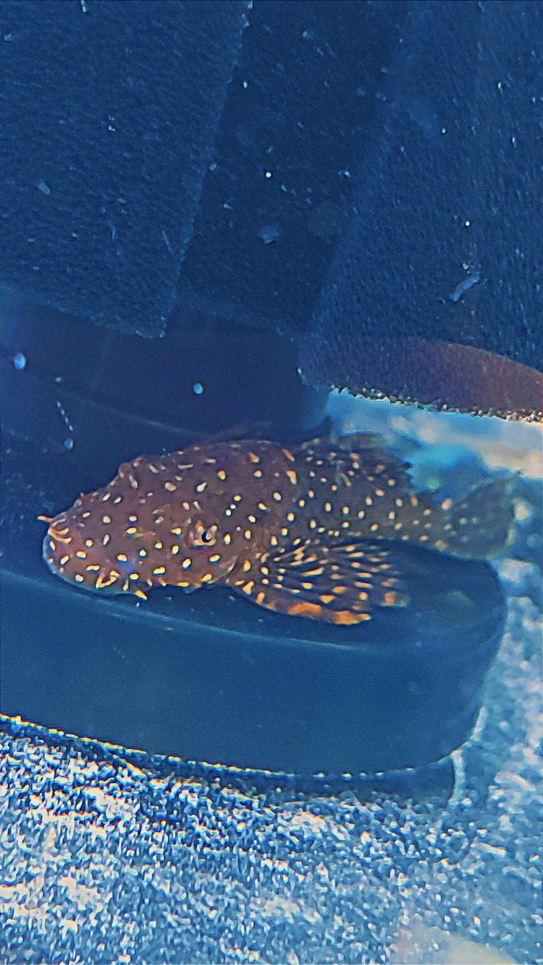 عکس آکواریوم مهدی 