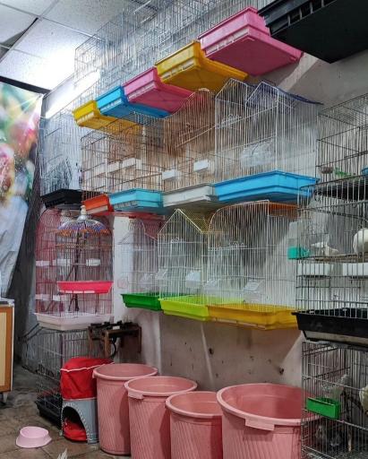 عکس پرنده سرای سید