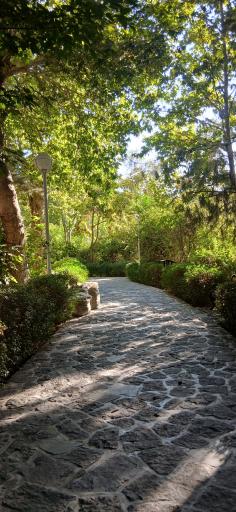 عکس پارک جنگلی وکیل آباد