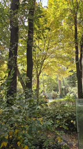 عکس پارک جنگلی وکیل آباد