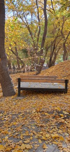 عکس پارک جنگلی وکیل آباد