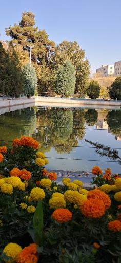 عکس پارک جنگلی وکیل آباد