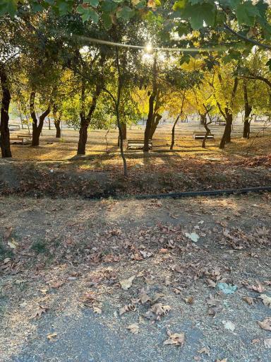 عکس پارک جنگلی وکیل آباد