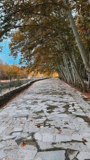 عکس پارک جنگلی وکیل آباد