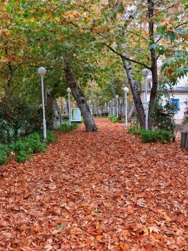 عکس پارک جنگلی وکیل آباد