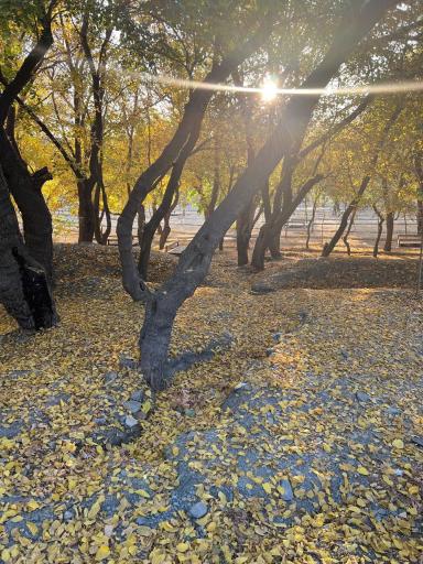 عکس پارک جنگلی وکیل آباد