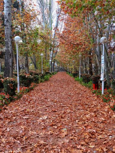 عکس پارک جنگلی وکیل آباد