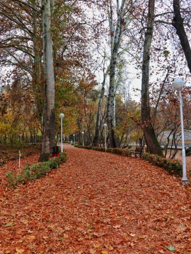 عکس پارک جنگلی وکیل آباد