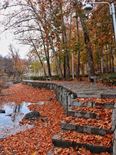 عکس پارک جنگلی وکیل آباد