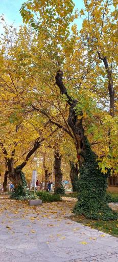 عکس پارک جنگلی وکیل آباد