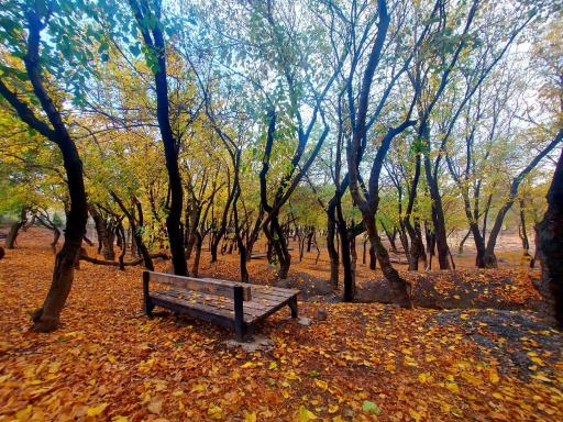 عکس پارک جنگلی وکیل آباد