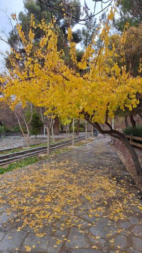 عکس پارک جنگلی وکیل آباد