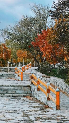 عکس پارک جنگلی وکیل آباد