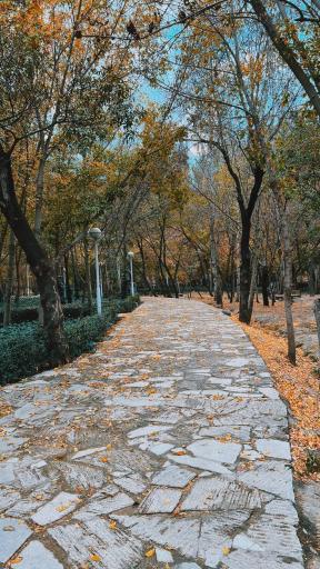 عکس پارک جنگلی وکیل آباد