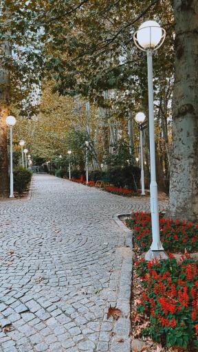 عکس پارک جنگلی وکیل آباد