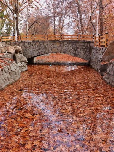 عکس پارک جنگلی وکیل آباد