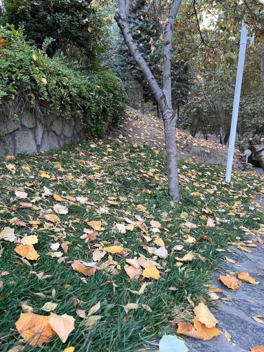 عکس پارک جنگلی وکیل آباد